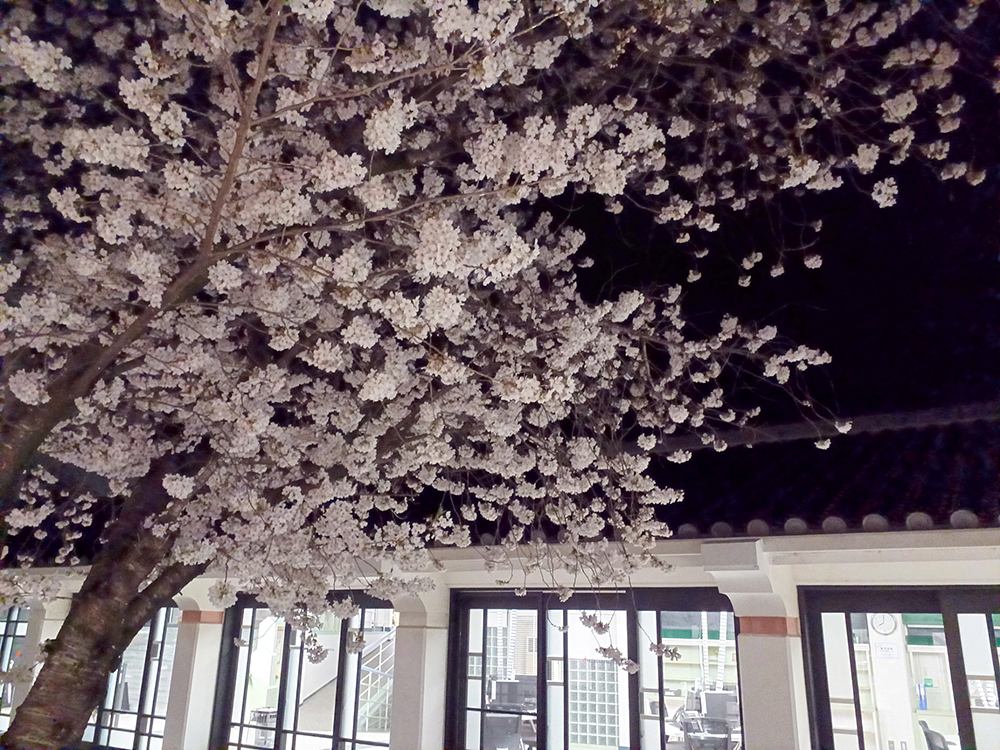 中庭にあるシンボルの桜は夜も素敵