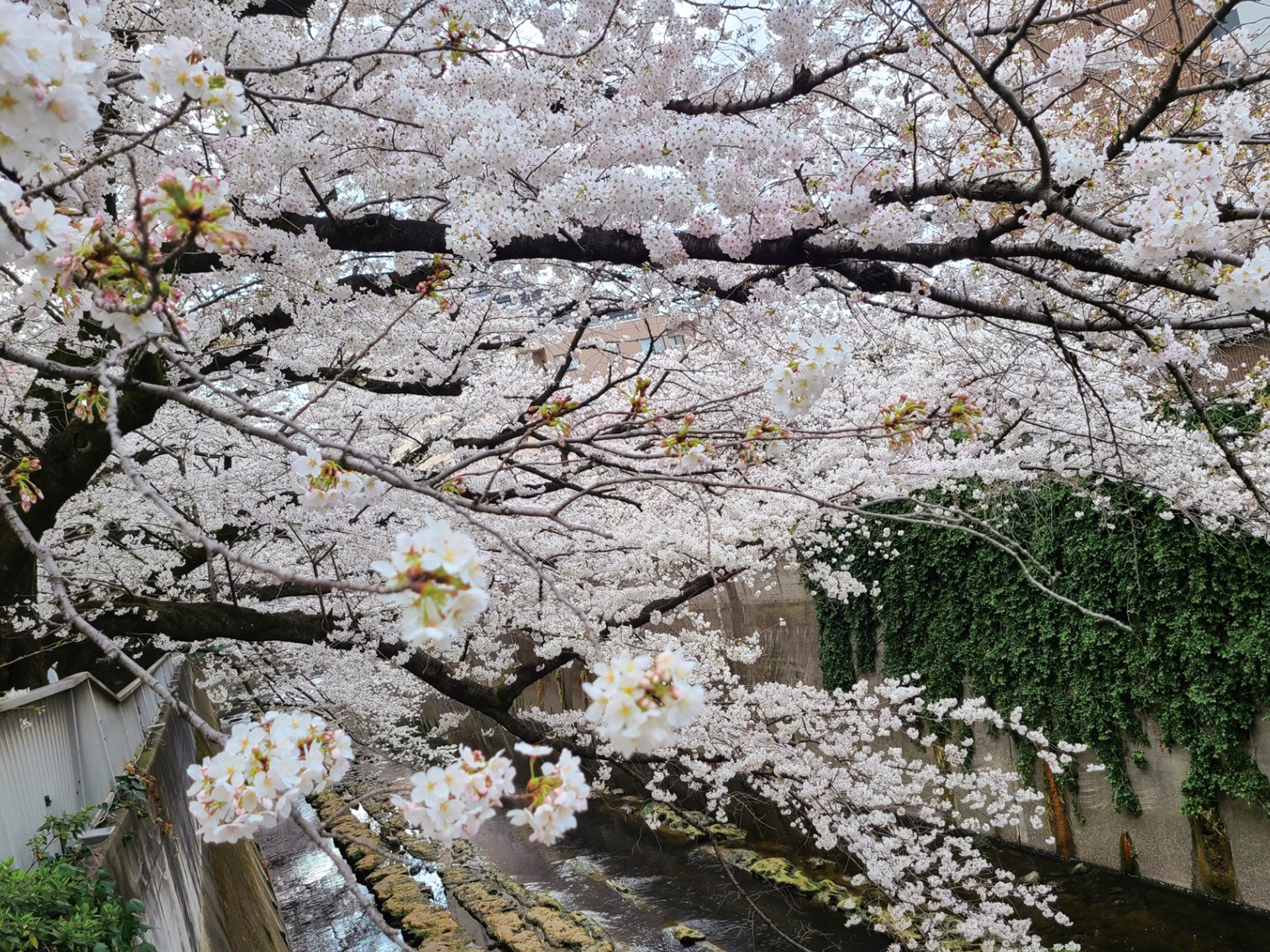 東京／神田川の桜